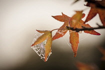 Sweet gum, Liquidambar styraciflua, Close view of a twig with backlit autumn leaves covered in spider strands with early morning dew.