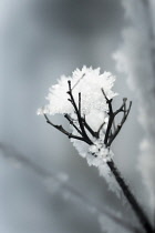 Verbena, Brazilian verbena, Verbena bonariensis skeleton covered with snow.