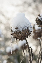 Cardoon, Cynara cardunculus, A winter seedhead topped with melting snow turning into an icicle.