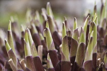 Hosta, Spring shoots of a mature plant sprouting up among cut off spent stems of the previous year.