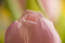 Tulip, Tulipa, Tip of a pink flwer with a droplet of water.