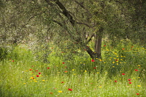 Olive, Olea europea, tree growing in a meadow among wildflowers including Field poppy, Papaver rhoeas.