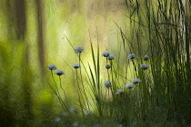 Thrift, Sea thrift, Armeria maritima 'Alba', Several stems of white pom pom flowers amongst tall grass in shade