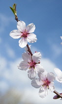 Almond, Prunus dulcis blossom, One twig with three white flowers with pink stamens against blue sky.