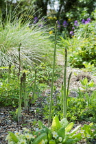 Asparagus, Asparagus officinalis, Several stems at different heights growing in gravel garden among flowers.