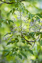 Persian lilac, Melia azedarach, Branches with leaves and flowers in sunlight.