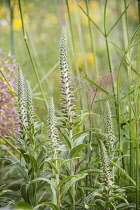 Foxglove, Digitalis Ferruginea, Several spires of the brown perennial foxglove just beginning to flower. Verbena bonariensis and bronze fennel behind.