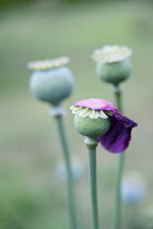 Poppy, Opium poppy, Papaver somniferum, Side view of three blue green seedheads just formed, one in sharp focus with a fading pink petal stuck on it.
