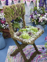 Houseleek:Sempervivum tectorum, Several varieties laid in a pattern on a moss covered chair with Lamb's ears, Stachys bizntina leaves. Part of the RHS Hampton Court flower show 2010 from the Tradition...