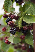 Blackberry, Rubus fruticosus 'Loch Tay', Berries in several stages of ripeness with leaves.