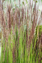 Hornbeam, Feather reed grass, Calamagrostis x acutiflora 'Karl Foerster', Side view of a mass of flowering stems with a ladybird.