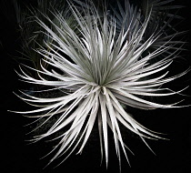 Great desert spoon, Dasyliron achrotrichum, Dramatic spikey mass of silvery narrow leaves standing out against a dark background.