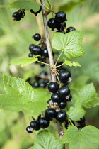 Currant, Blackcurrant, Ribes nigrum, Ripe fruit on a bush.