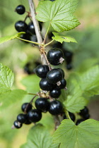 Currant, Blackcurrant, Ribes nigrum, Ripe fruit on a bush.