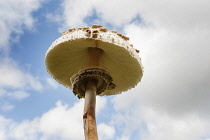 Mushroom, Shaggy mushroom, Chlorophyllum rachodes, Close up underneath view showing gills and ring on the stem.