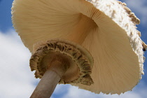 Mushroom, Shaggy mushroom, Chlorophyllum rachodes, Close up underneath view showing gills and ring on the stem.