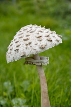 Mushroom, Shaggy mushroom, Chlorophyllum rachodes, Side view showing scales on the cap and the ring on the stem.
