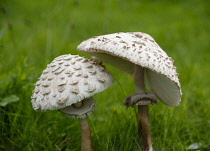 Mushroom, Shaggy mushroom, Chlorophyllum rachodes, Side view of two mushrooms showing scales on the cap and the ring on the stem.