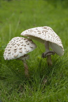 Mushroom, Shaggy mushroom, Chlorophyllum rachodes, Side view of two mushrooms showing scales on the cap and the ring on the stem.