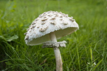 Mushroom, Shaggy mushroom, Chlorophyllum rachodes, Side view showing scales on the cap and the ring on the stem.