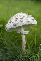 Mushroom, Shaggy mushroom, Chlorophyllum rachodes, Side view showing scales on the cap and the ring on the stem.