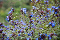 Plumbago, Ceratostigma willmottianum, Many stems of multiple blue flowers.