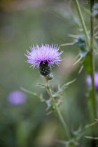 Thistle, Montpellier thistle, Cirsium monspessulanum, Side view of one pink flower.