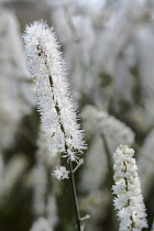 Black Cohosh, Cohosh bugbane, Actaea racemosa, View of one white flowering stem.