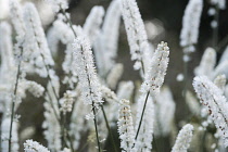Black Cohosh, Cohosh bugbane, Actaea racemosa, View of several white flowering stems.