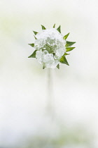 Scabious, Field scabious, Knautia arvensis, View of one flower obscured by melting snow so only the green sepals are showing.