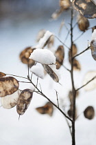 Honesty, Lunaria annua seedheads, with snow on them.