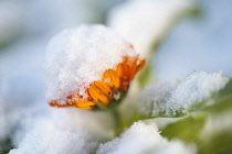 Marigold, Calendula officinalis, Side view of one flower with snow piled up on it.