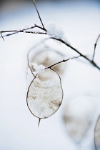 Honesty, Lunaria annua, seedheads with snow on them.