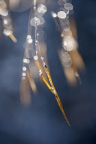 Golden oats, Stipa gigantea, A panicle of the yellow winter seeds hanging from a stem and covered in frozen droplets.