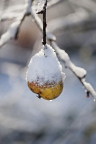 Apple, Malus domestica 'Fiesta', One snow covered yellow apple hanging from a twig against a snowy background.