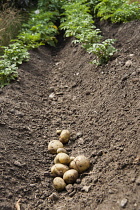Potato, Solanum tuberosum, Several freshly dug up potatoes in a trench caused by plants being earthed up.