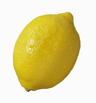 Lemon, Citrus limon, Cut out on white of one whole lemon with water dropets.