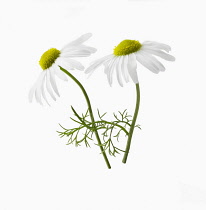 Chamomile, Chamaemelum nobile, Side view of two flowers, one sharp focus, one soft and some leaves, Cut out on white.