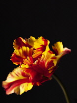 Tulip, Parrot tulip, Tulipa 'Flaming parrot', Side view of one red, orange and yellow fringed tulip.