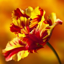 Tulip, Parrot tulip, Tulipa 'Flaming parrot', Side view of one red, orange and yellow fringed tulip.