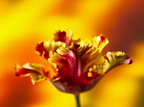 Tulip, Parrot tulip, Tulipa 'Flaming parrot', Side view of one red, orange and yellow fringed tulip.