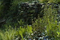 Fern, Hart's tongue fern, Asplenium scolopendrium with shuttlecock fern, Matteuccia struthiopteris and others, unfurling in spring, in a garden with natural dry stone wall.