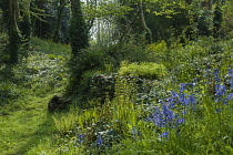 Bluebell, English bluebell, Hyacinthoides non-scripta with Hart's tongue fern, Asplenium scolopendrium, shuttlecock fern, Matteuccia struthiopteris and others, emerging in spring, in an enchanting woo...