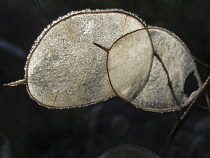 Honesty, Lunaria annua,Two frosted transluscent silvery discs of the seedhead illuminated with backlight against a dark background.