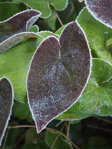 Epimedium, Epimedium x versicolor 'Sulphureum', Winter frosted foliage with a dark heart shaped red leaf contrasting older green ones behind.