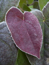 Epimedium, Epimedium x versicolor 'Sulphureum', Winter frosted foliage with a heart shaped red leaf contrasting older dark red and green ones behind.