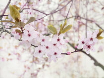 Cherry plum, Prunus cerasifera 'Nigra', Front view of a twig with pale pink blossom and bronze leaves with others soft focus behind, forming a pattern againt a white background.