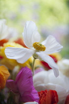 Ranunculus, Persian ranunculus, a white simple Ranunculus asiaticus cultivar rising above several others in various colours, The main flower is fully open showing a ring of yellow stamen.