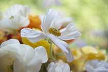 Ranunculus, Persian ranunculus, a white simple Ranunculus asiaticus cultivar rising above several others in various colours.,The main flower is fully open showing a ring of yellow stamen.