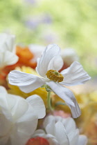Ranunculus, Persian ranunculus, a white simple Ranunculus asiaticus cultivar rising above several others in various colours.,The main flower is fully open showing a ring of yellow stamen.